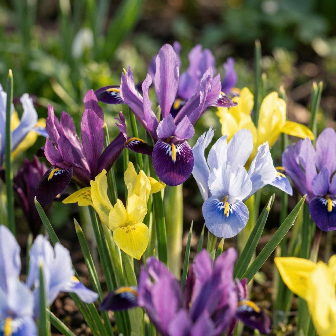 Mélange d’iris 'Reticulata Mixed'