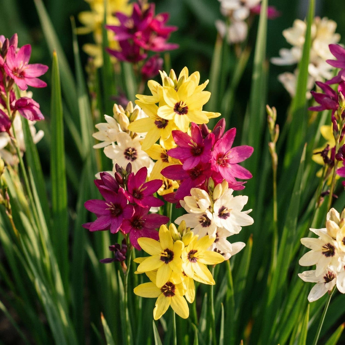 Mélange d'ixia, Ixia 'Mixed'