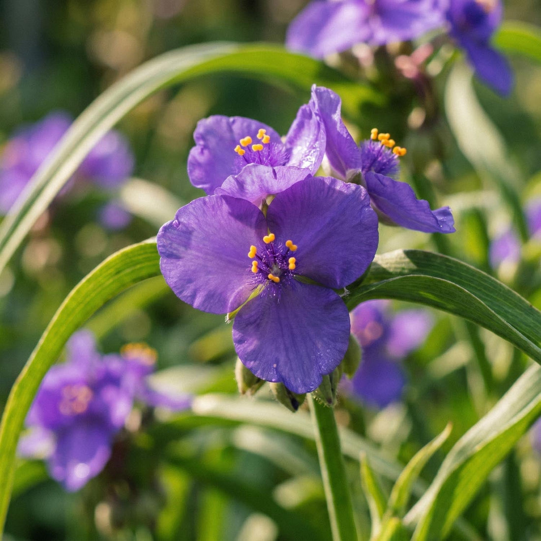 Misère, Tradescantia 'Charlotte'