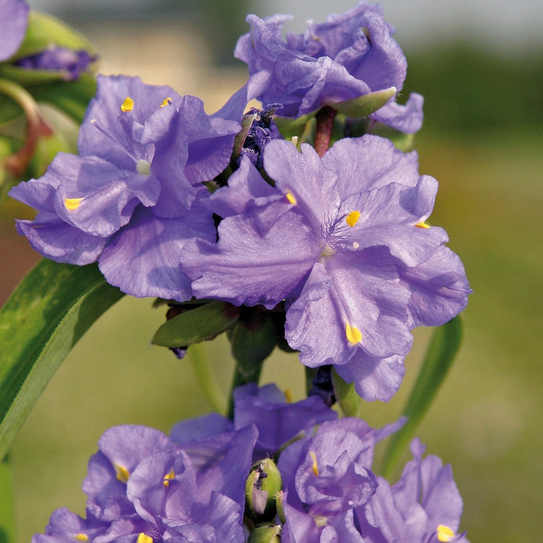 Misère, Tradescantia 'Zwanenburg Blue'