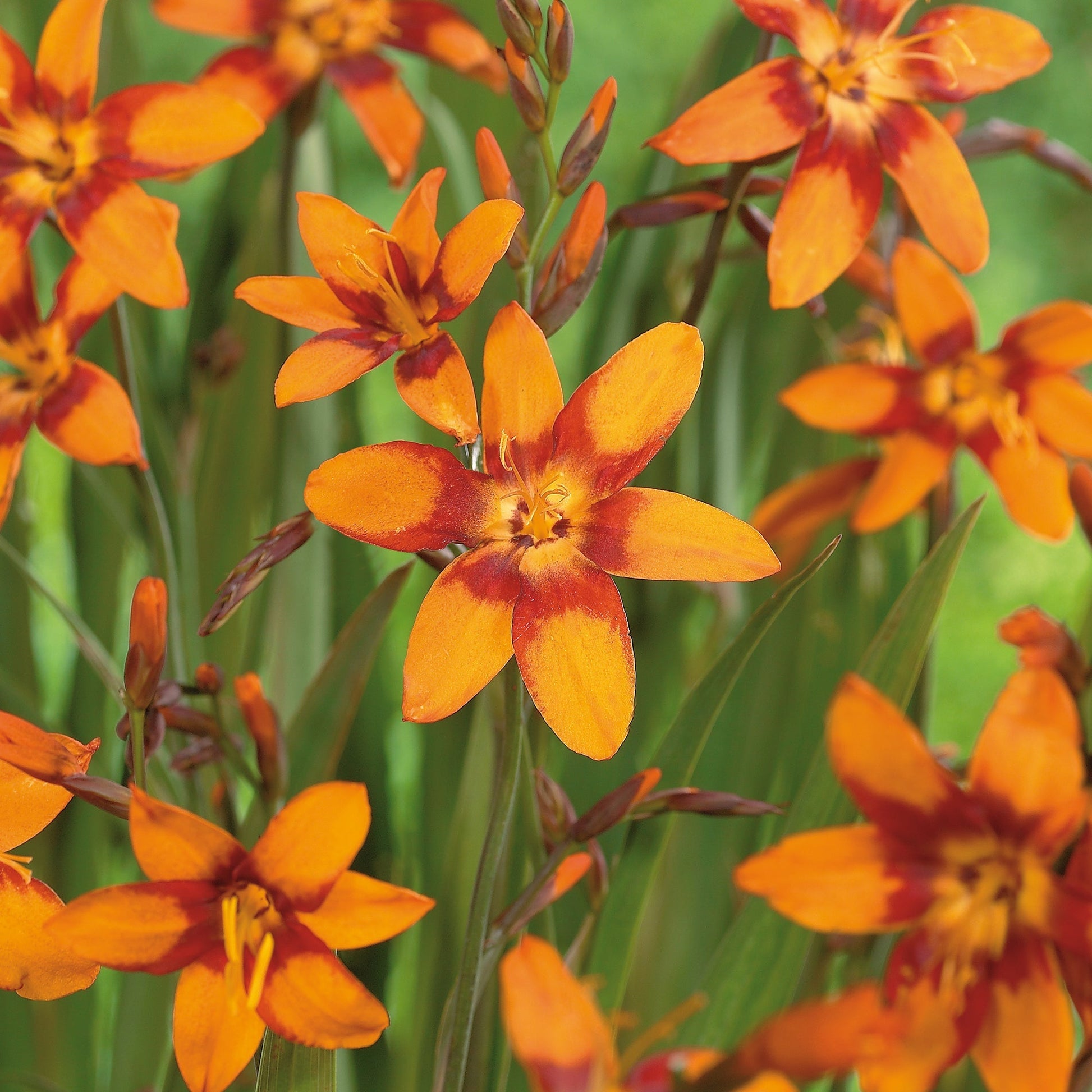 Montbrétia, Crocosmia 'Emily McKenzie'