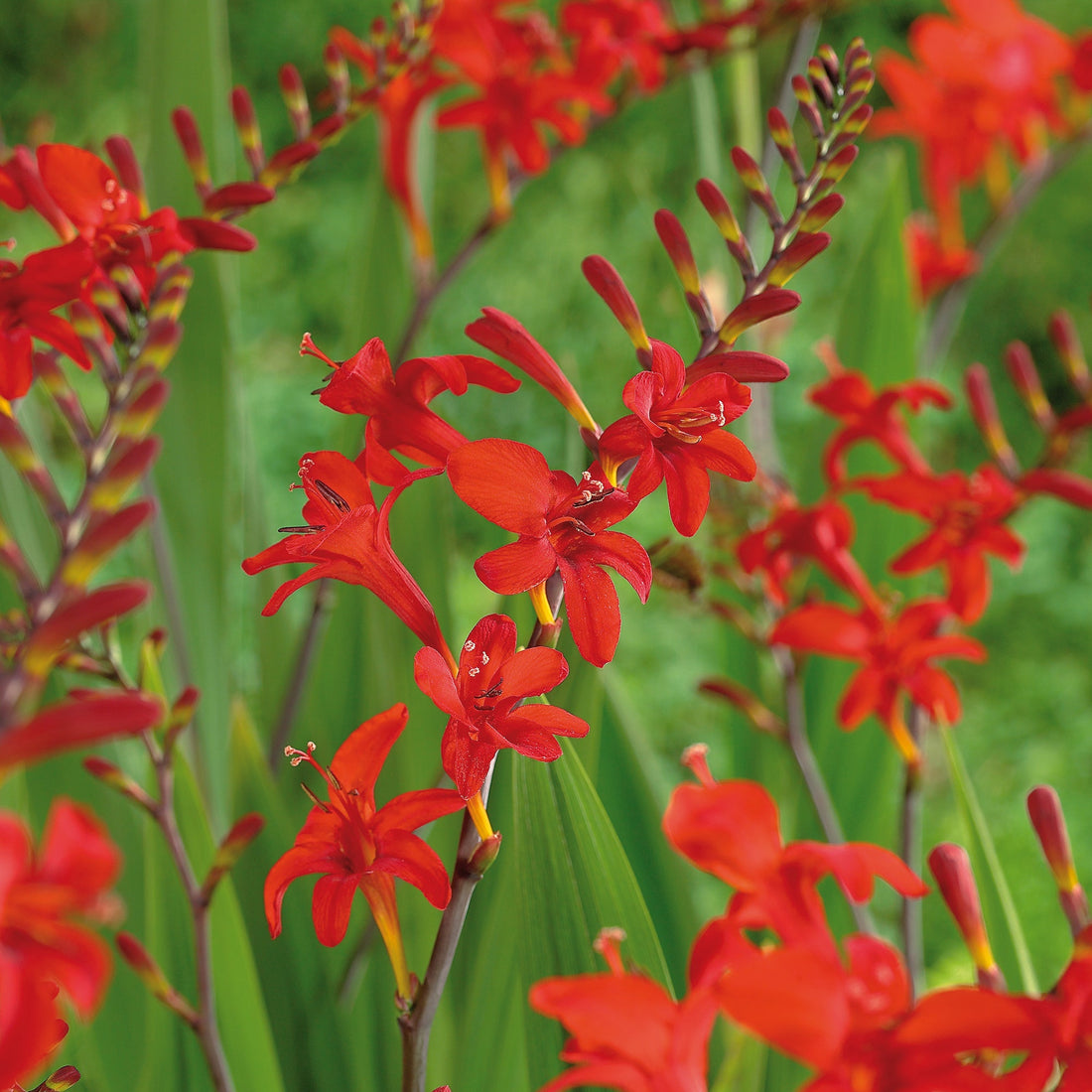 Montbrétia, Crocosmia 'Lucifer'