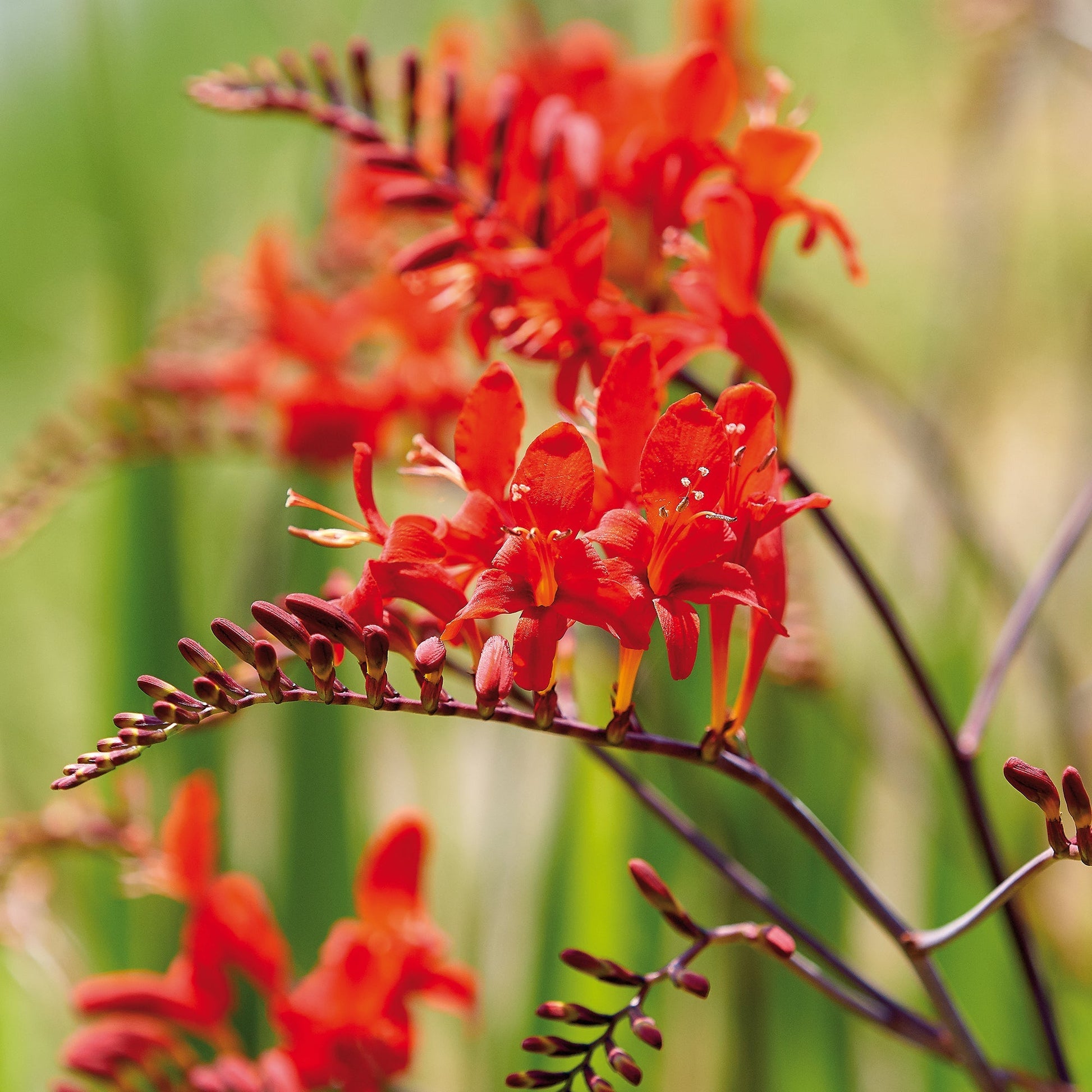 Montbrétia, Crocosmia 'Red King'