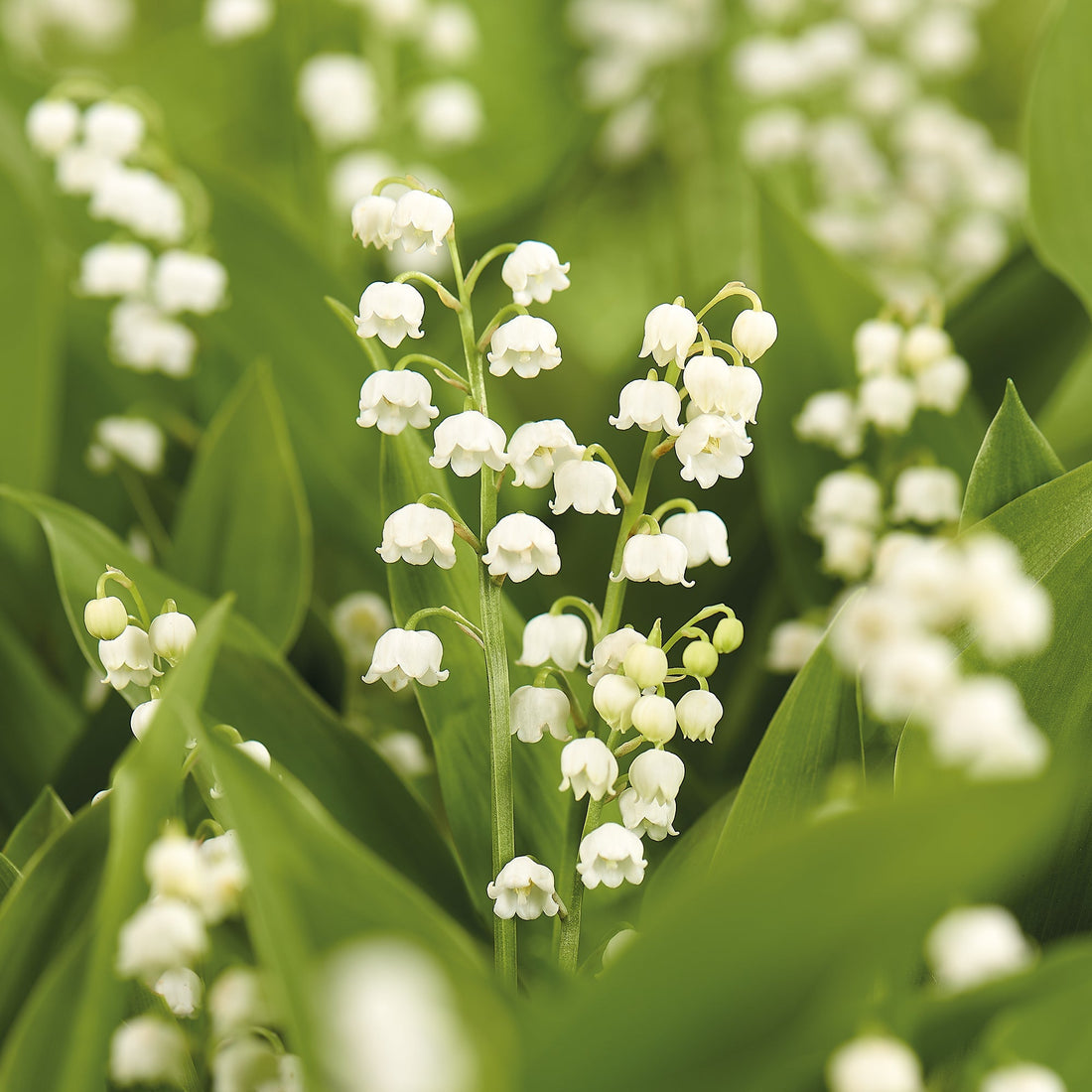 Muguet de mai, Convallaria Majalis