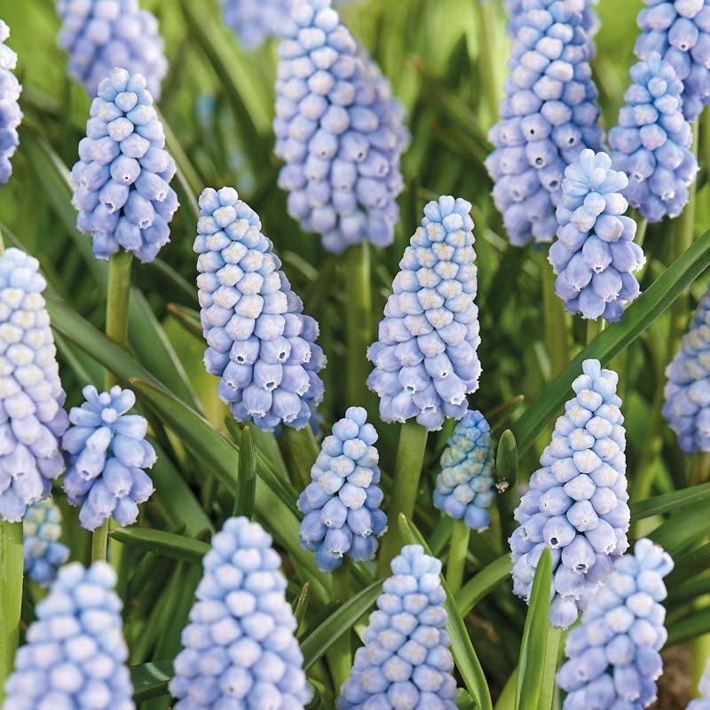 Muscari 'Aqua Magic'