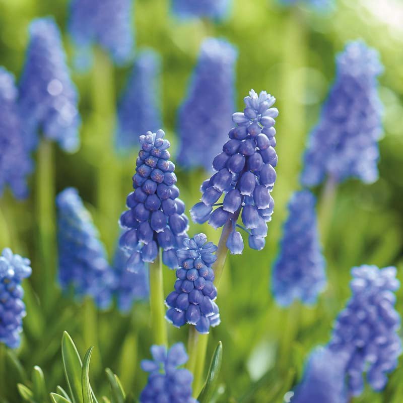 Muscari 'Armeniacum'
