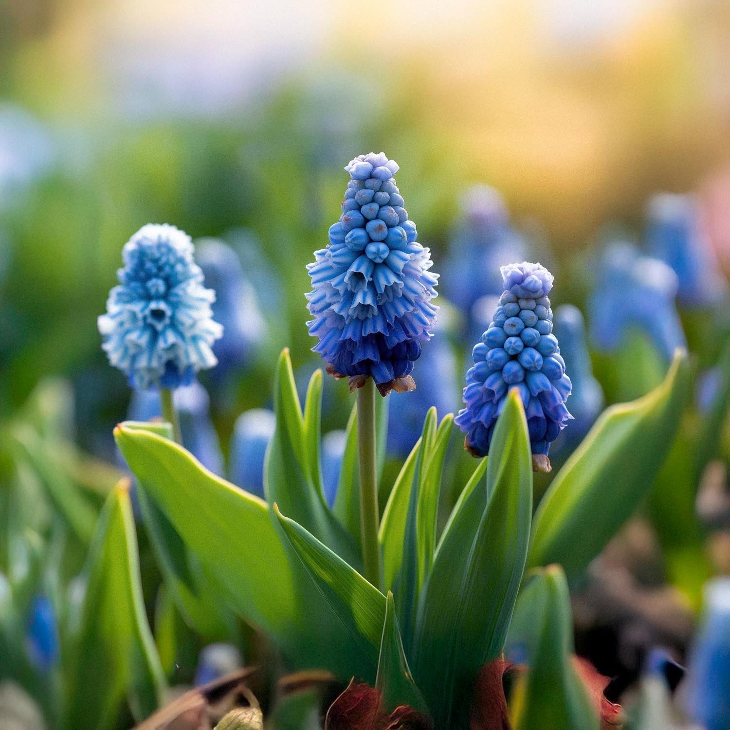 Muscari 'Azureum'