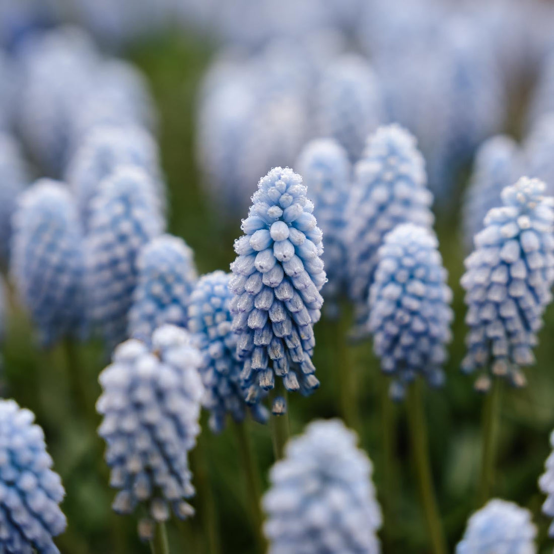 Muscari 'Baby's Breath'