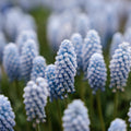 Muscari 'Baby's Breath'
