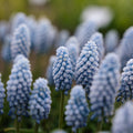 Muscari 'Baby's Breath'