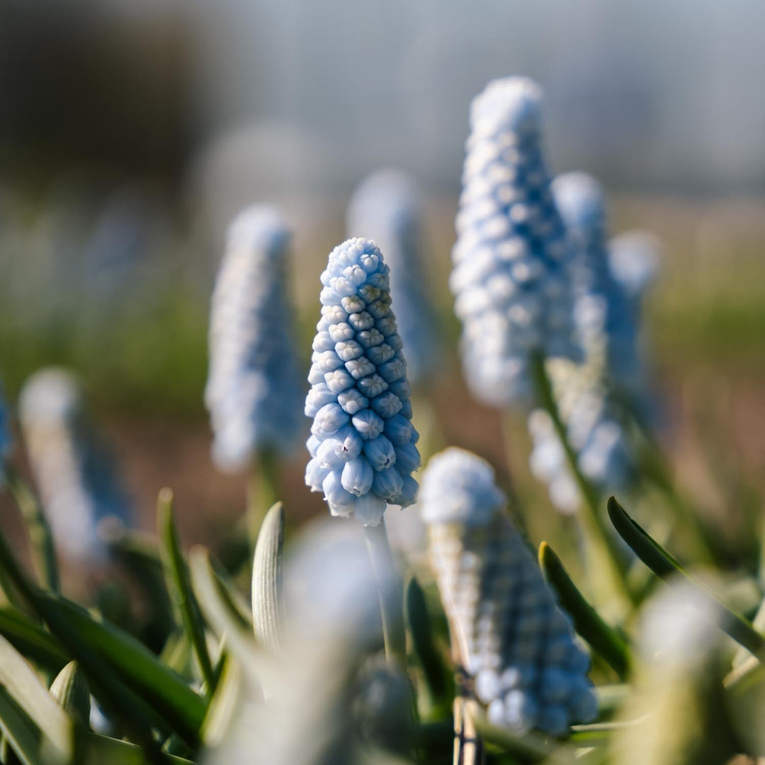 Muscari 'Baby's Breath'