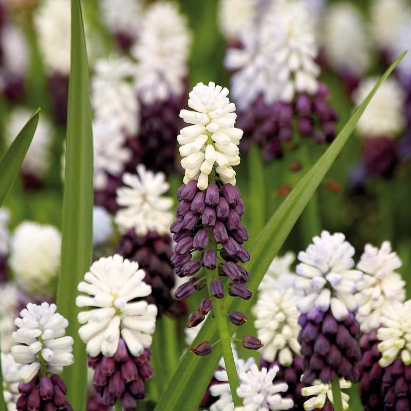 Muscari 'Grape Ice'