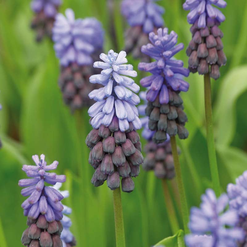 Muscari 'Latifolium'