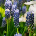 Muscari 'Night Eyes'