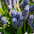 Muscari 'Night Eyes'