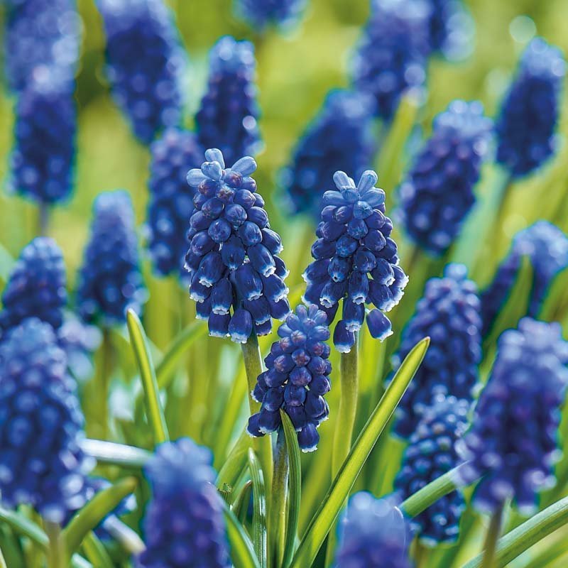 Muscari 'Night Eyes'