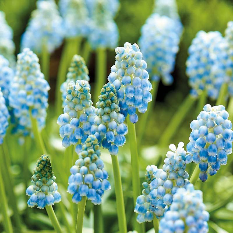 Muscari 'Peppermint'