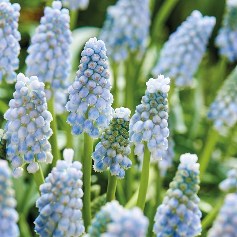 Muscari 'Valerie Finnis'