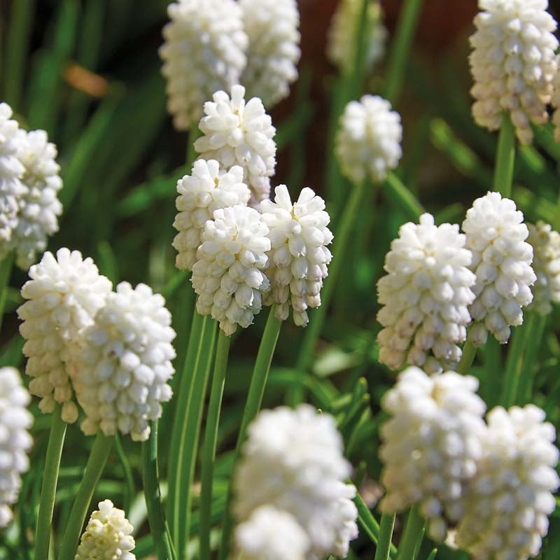 Muscari 'White Magic'