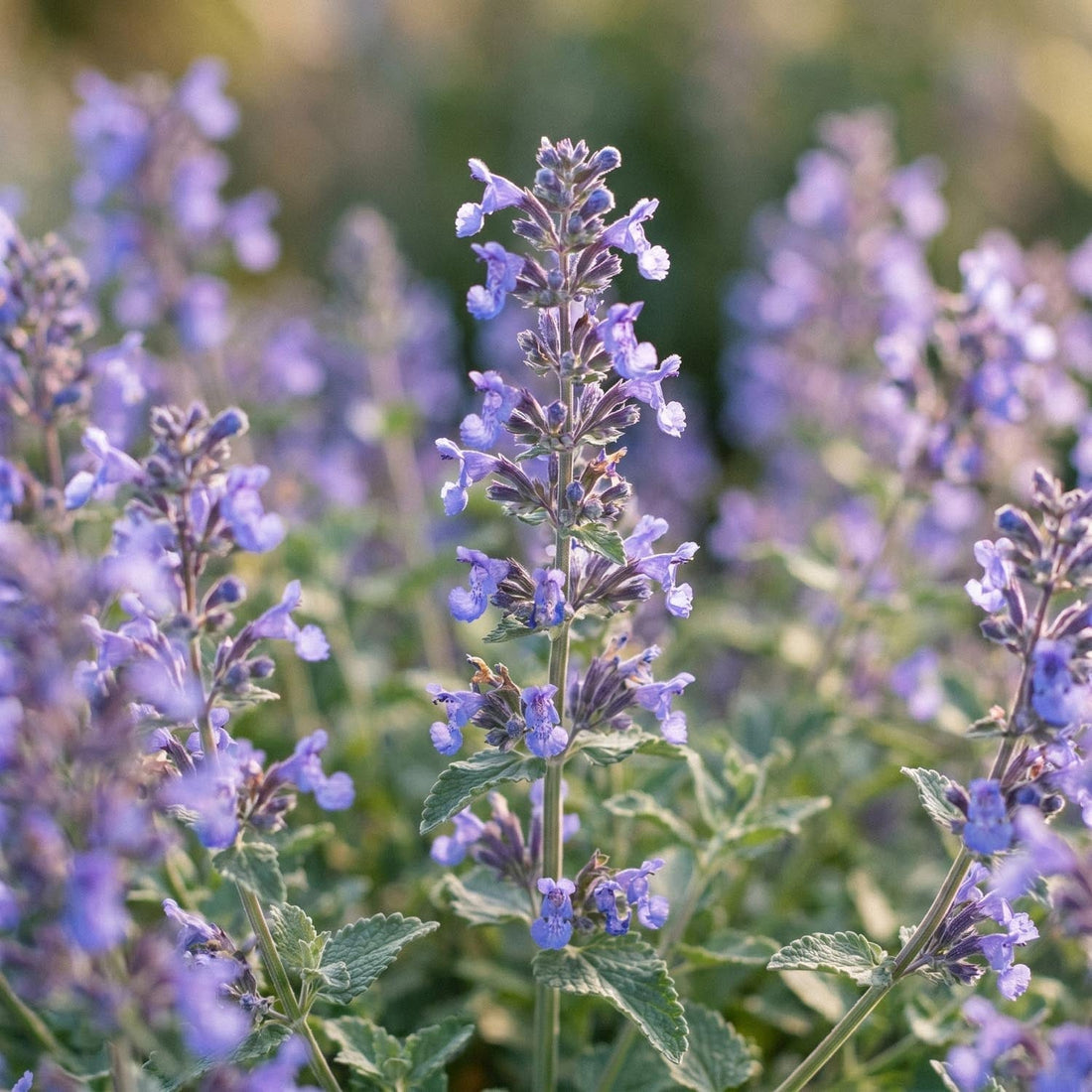 Népéta, Nepeta 'Walker's Low'