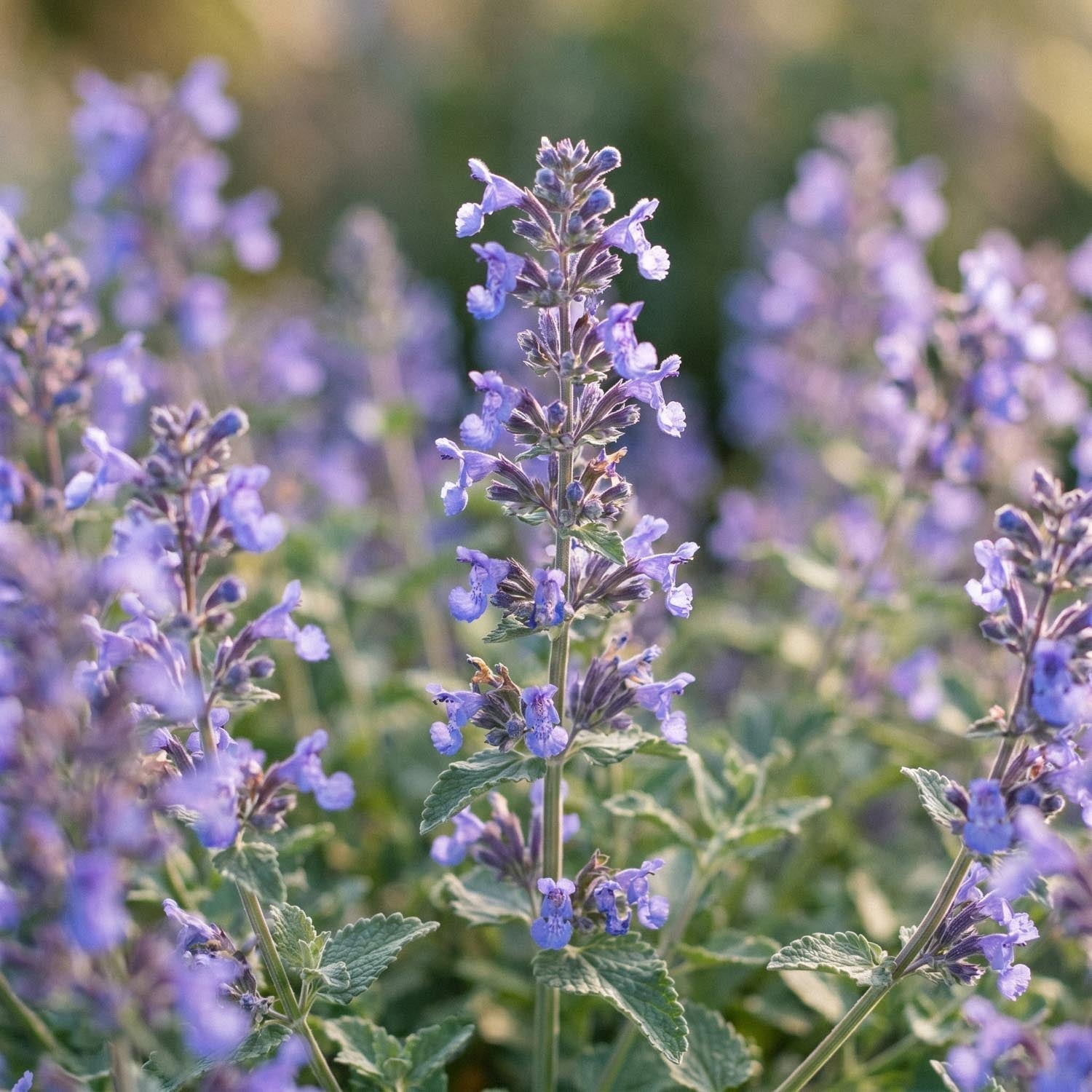 Népéta, Nepeta 'Walker's Low'