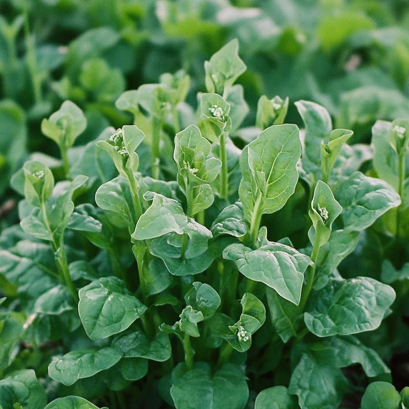 New Zealandsk spinat frø - 75 Økologiske Frø