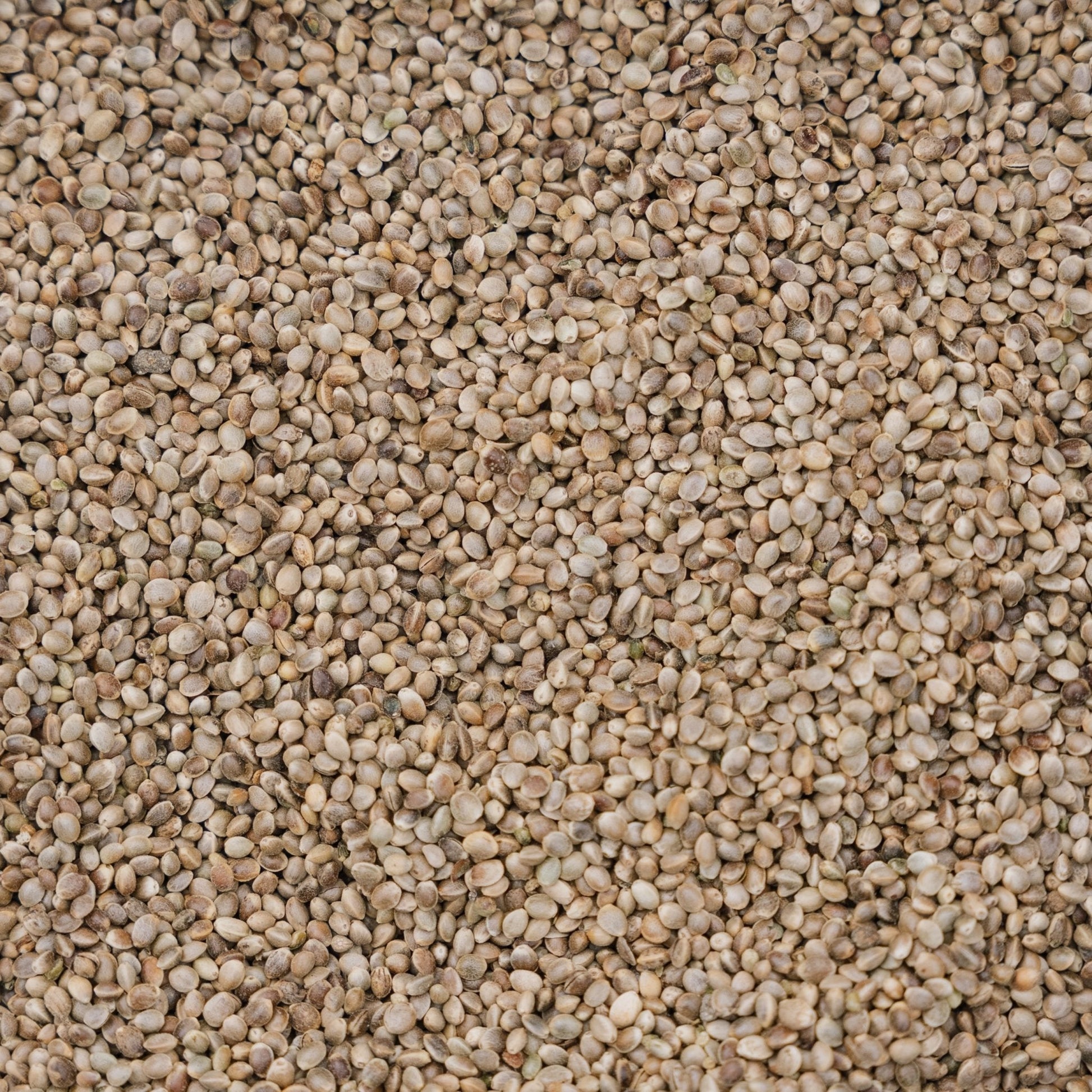 Nourriture pour oiseaux, chanvre de luxe, 5 L