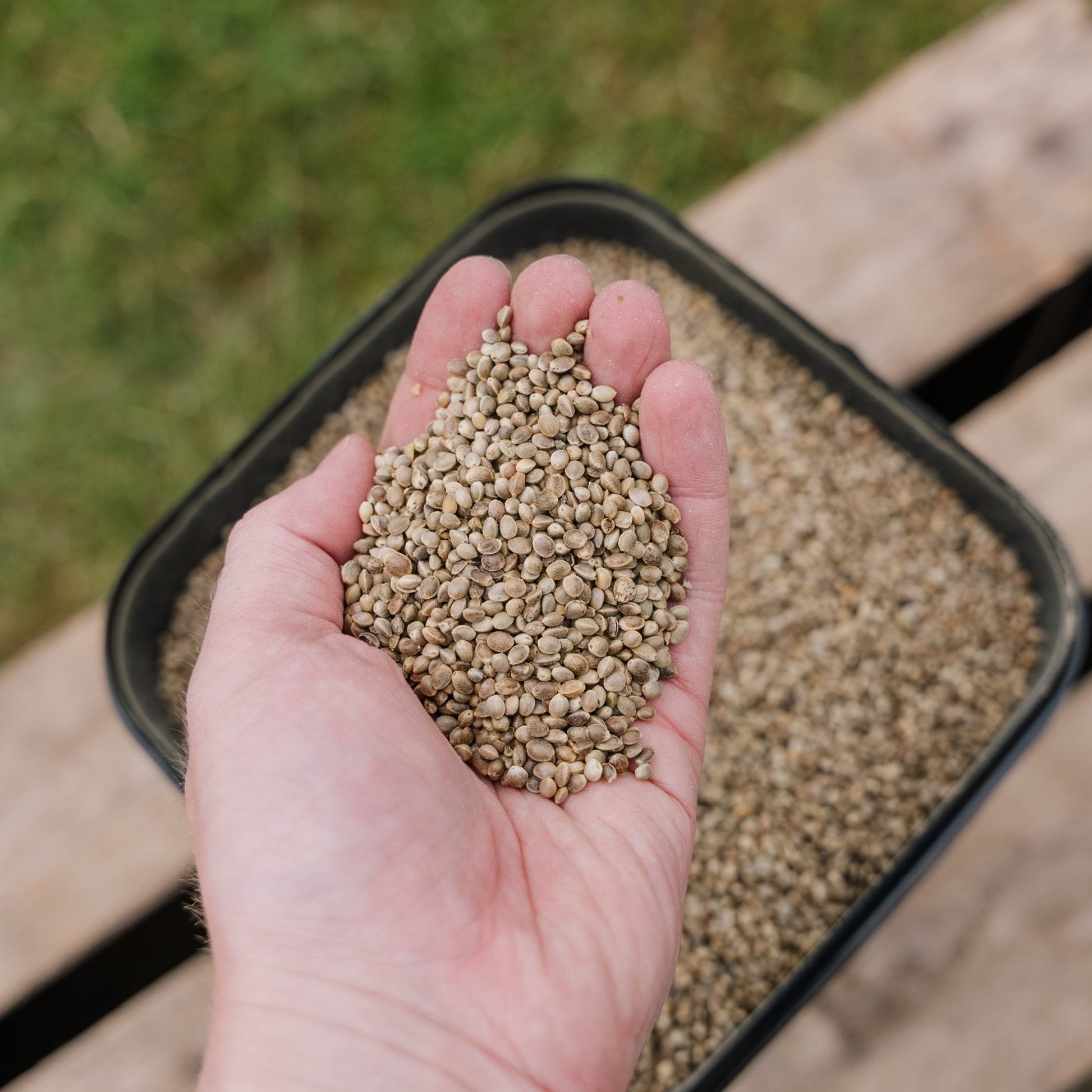 Nourriture pour oiseaux, chanvre de luxe, 5 L