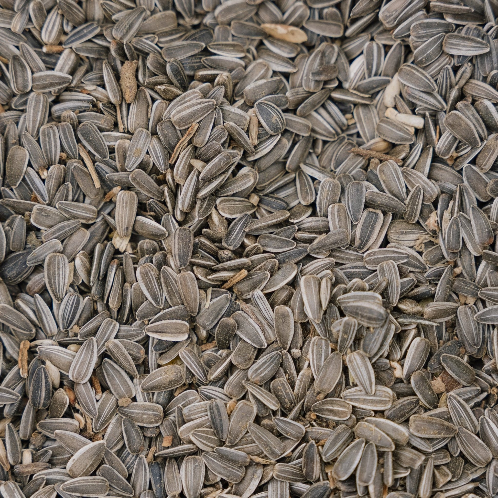 Nourriture pour oiseaux, tournesol naturel, 5 L