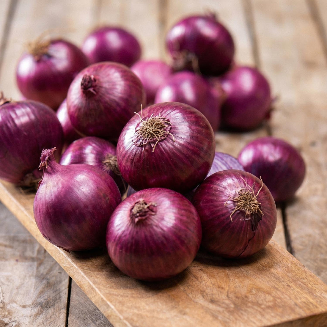 Oignon, Allium 'Red Winter'