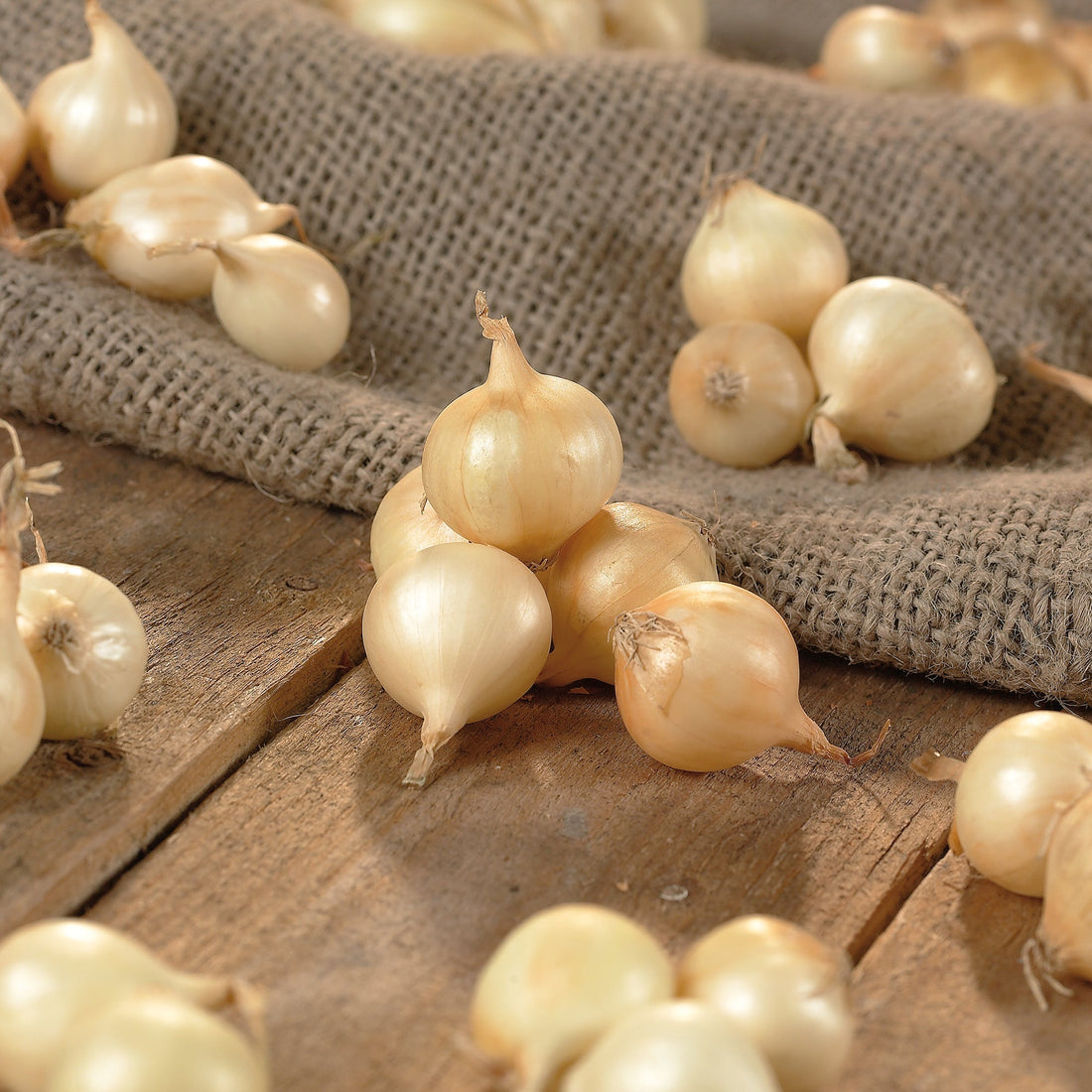 Oignon 'Jaune Paille'