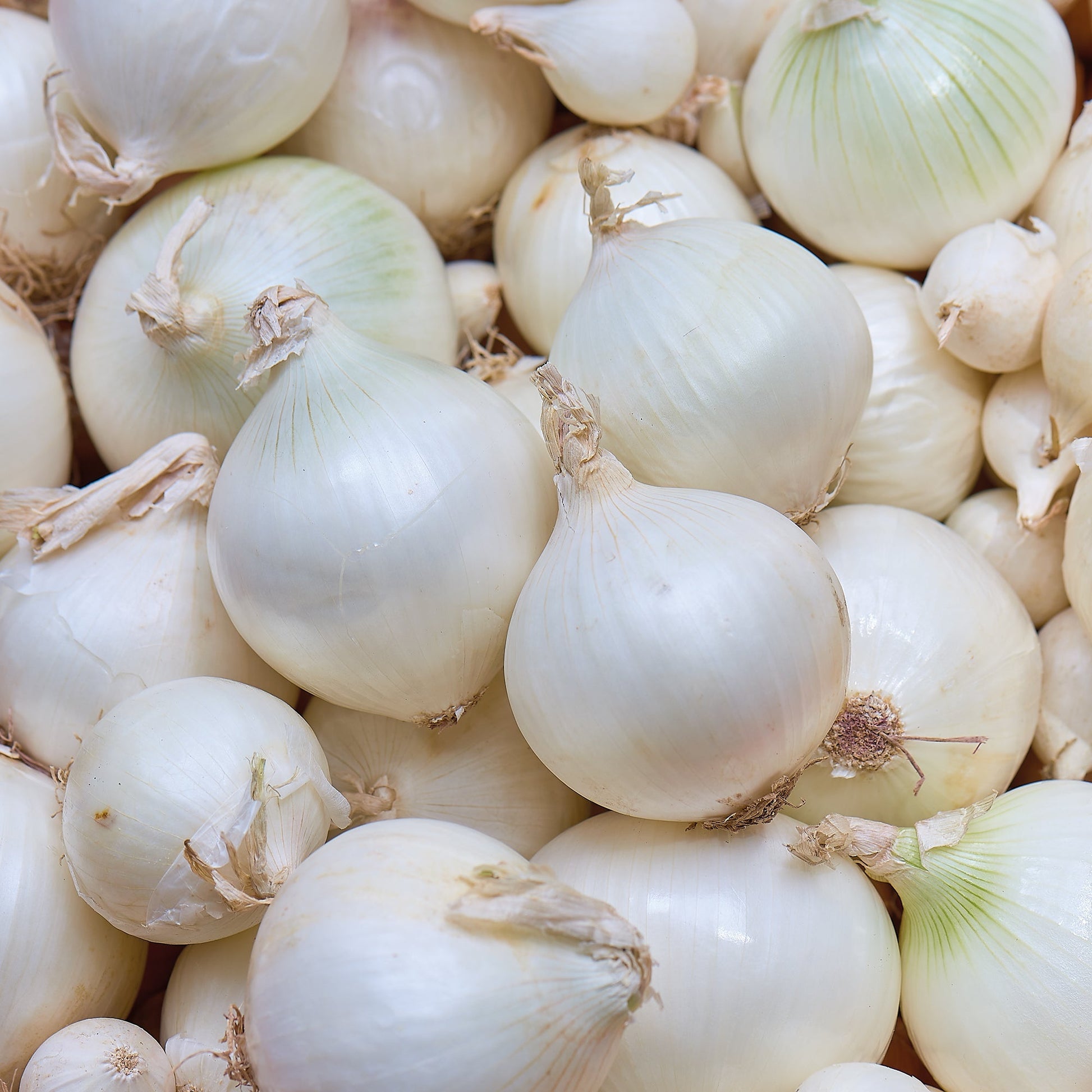 Oignon 'Snowball'