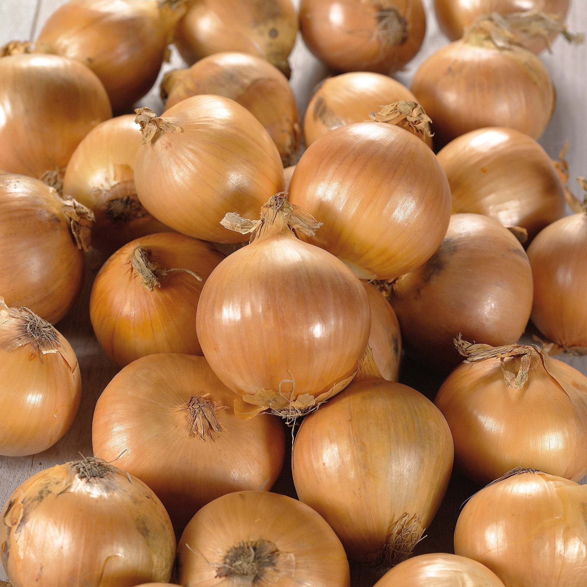 Oignon 'Stuttgarter Riesen'