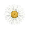 Graines de fleurs