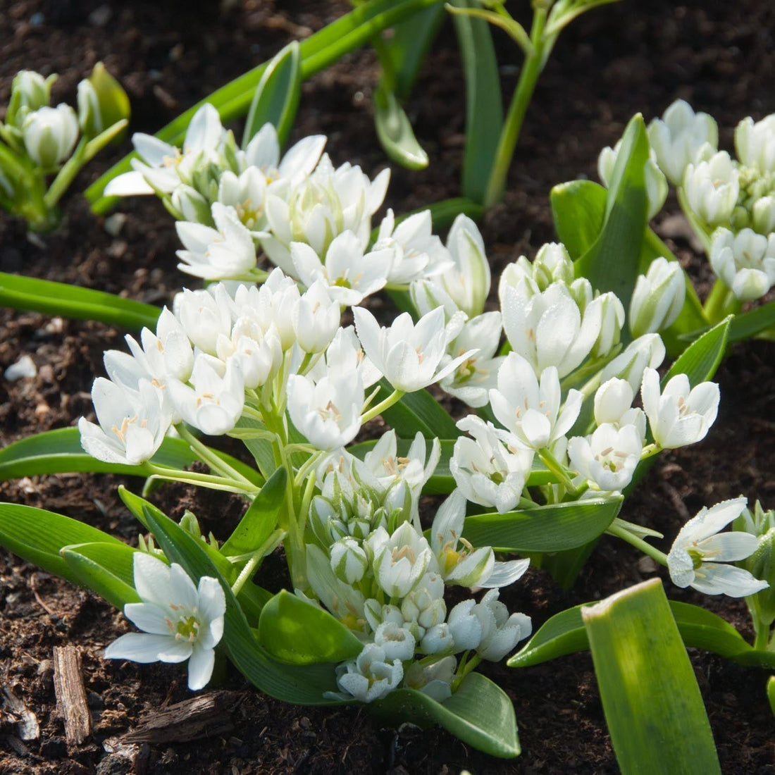 Ornithogale, Ornithogalum 'Oligophyllum'