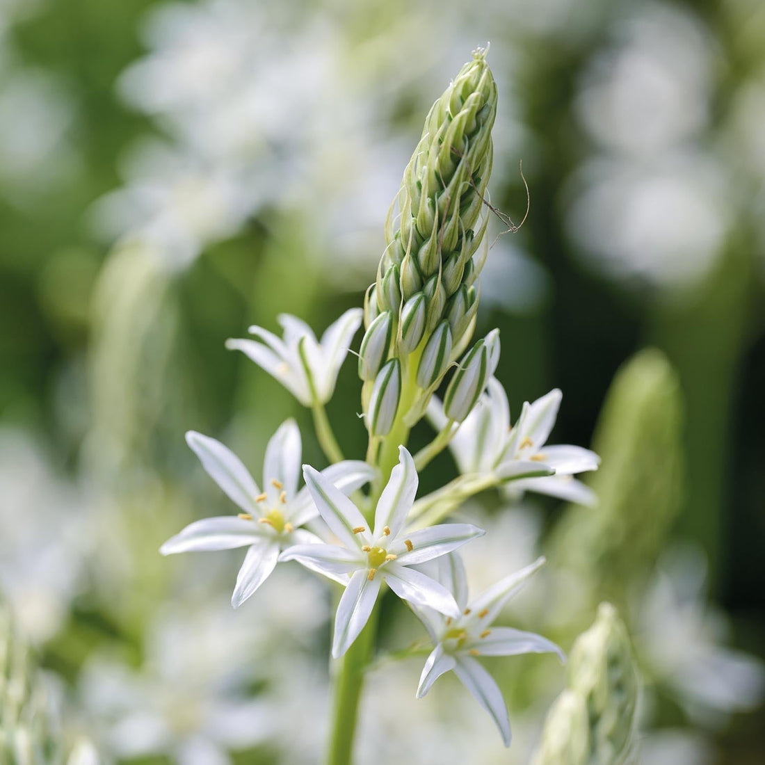Ornithogale, Ornithogalum 'Sochi'