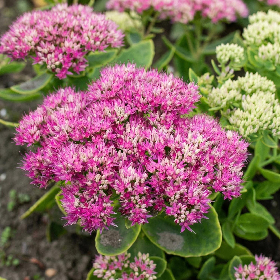 Orpin, Sedum 'Brillant'