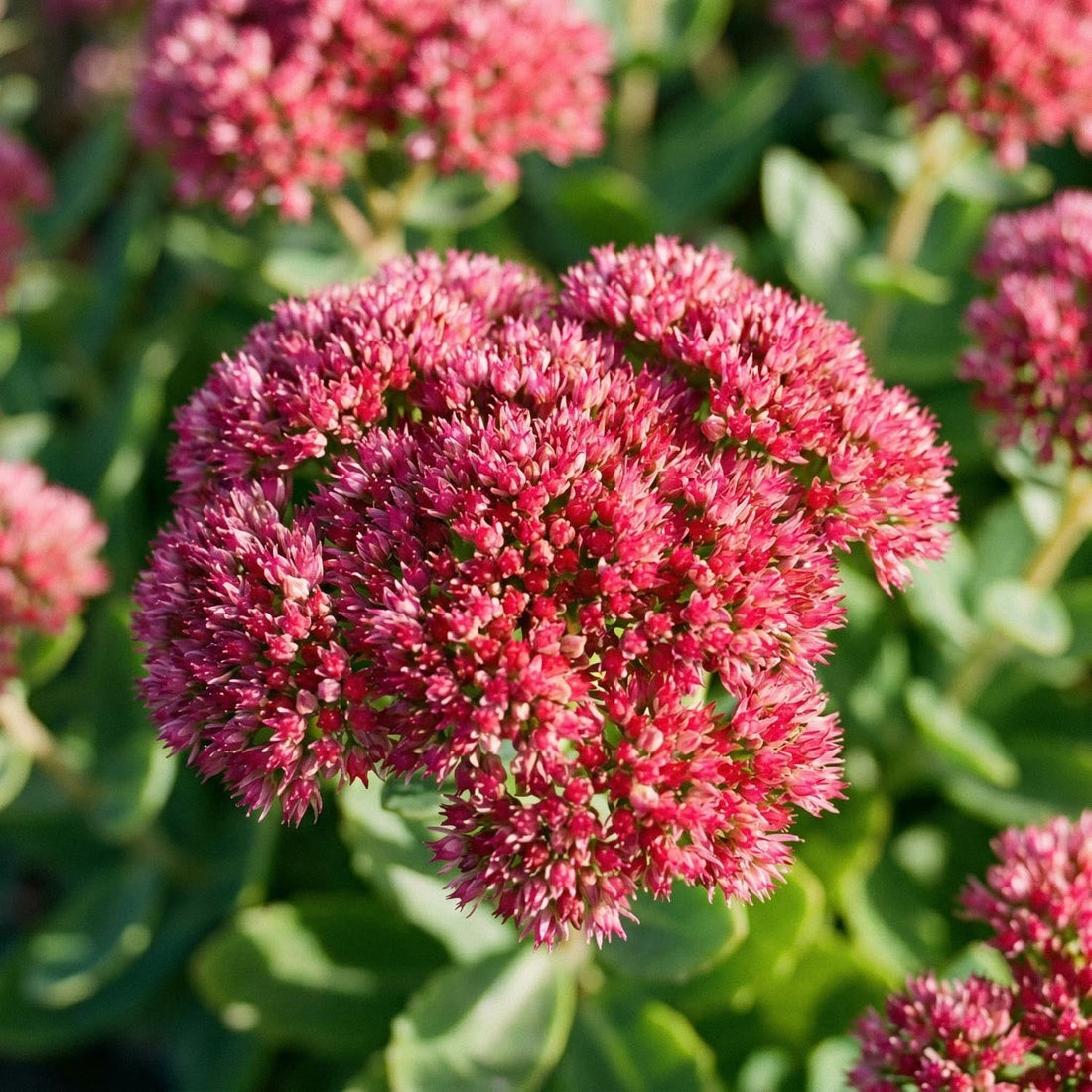 Orpin, Sedum 'Herbstfreude'