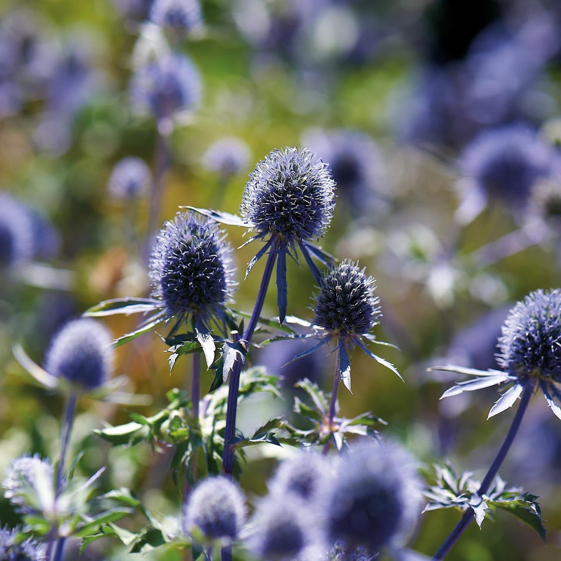 Panicaut, Eryngium 'Planum'