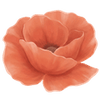 Pavot racines nues / Papaver