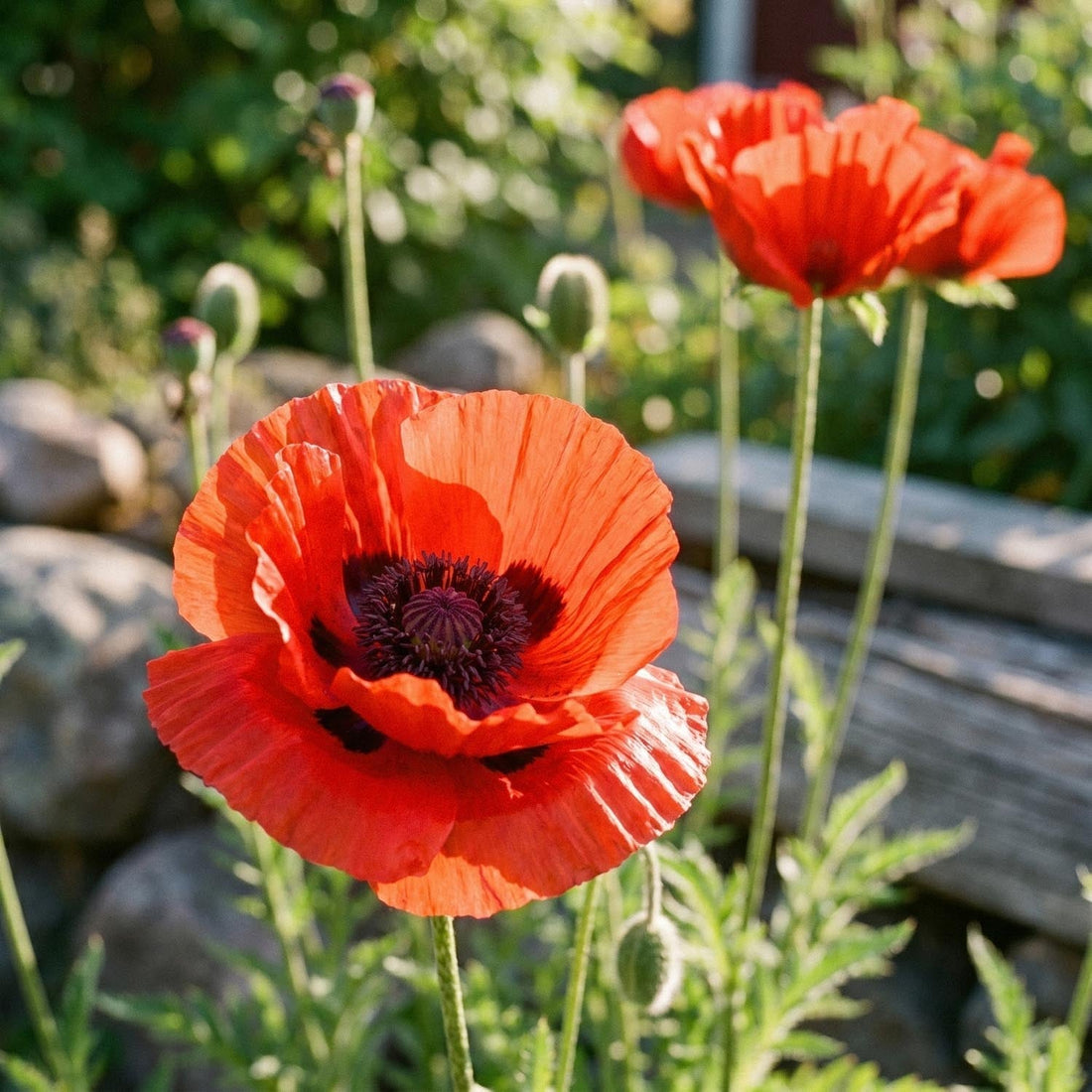 Pavot, Papaver 'Beauty of Livermere'