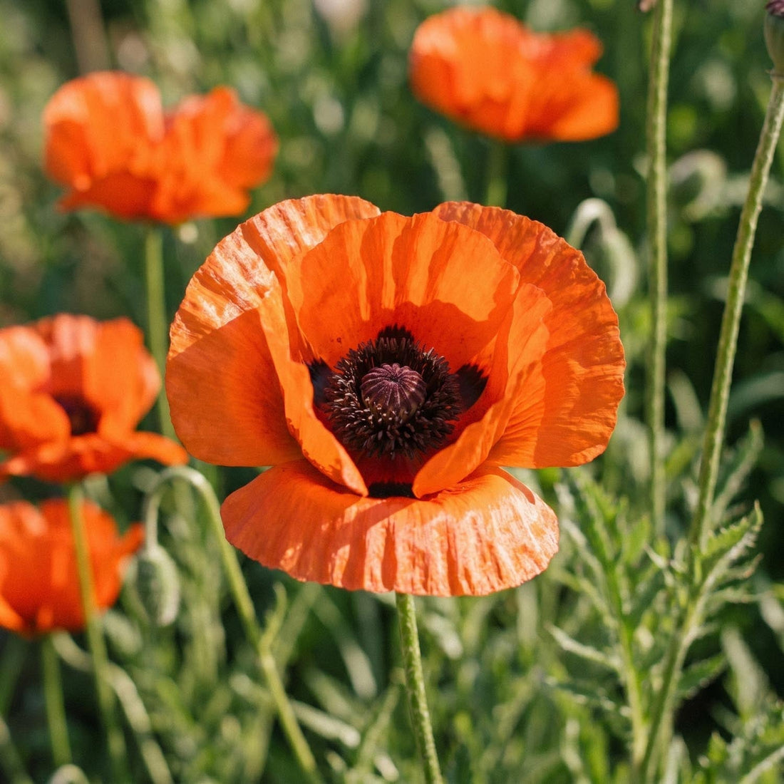Pavot, Papaver 'Brilliant'