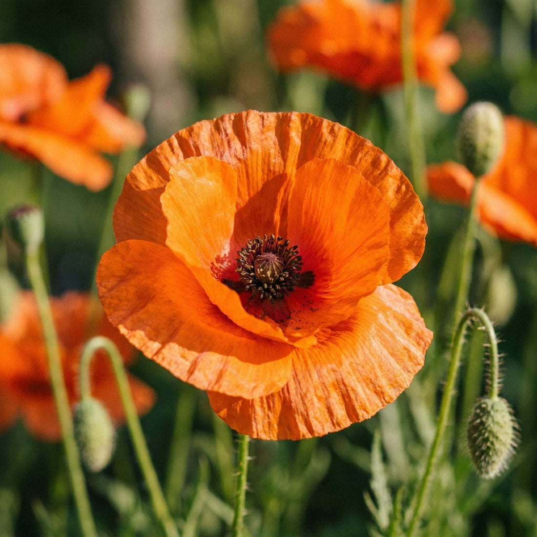 Pavot, Papaver 'Harvest Moon'