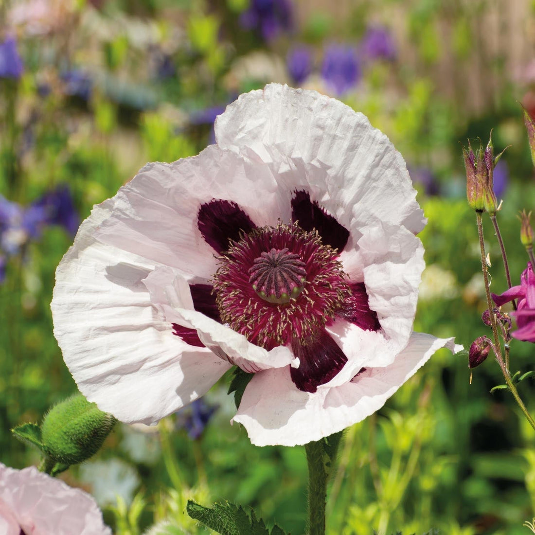 Pavot, Papaver 'Royal Wedding'