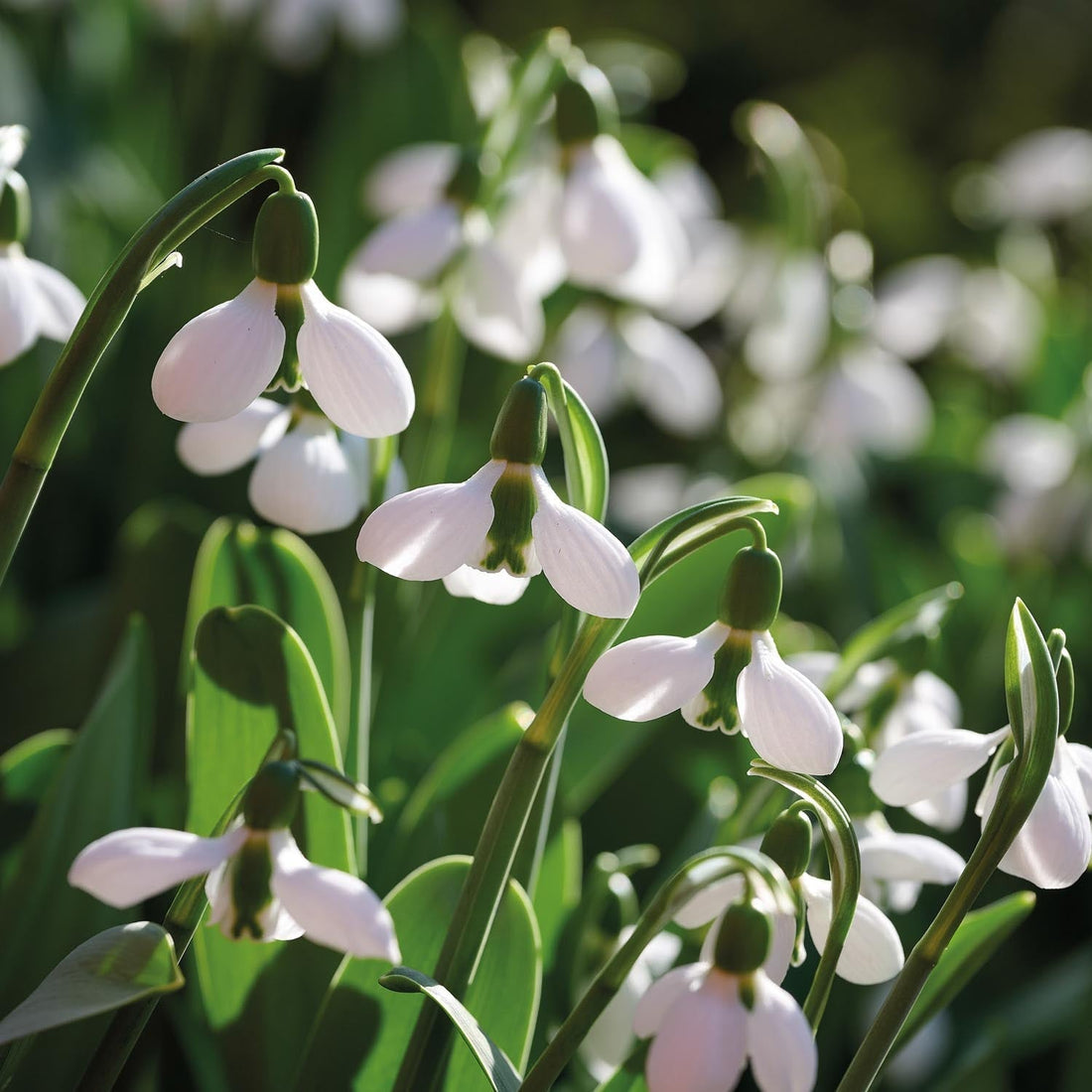 Perce neige, Galanthus 'Beluga'