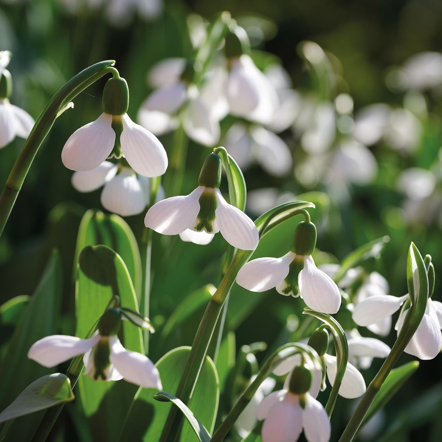 Perce neige, Galanthus 'Beluga'