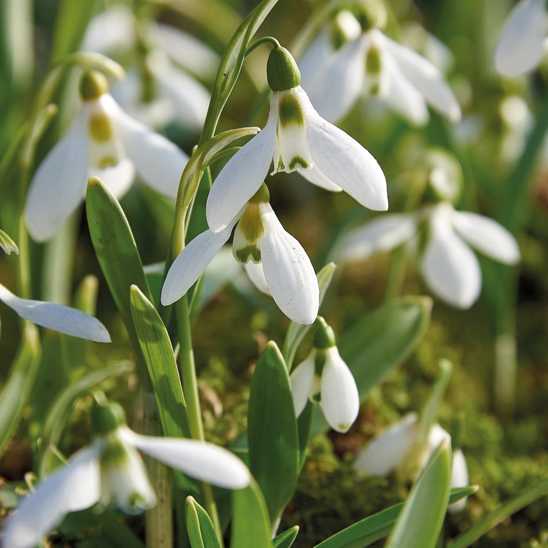 Perce neige, Galanthus 'Elwesii'