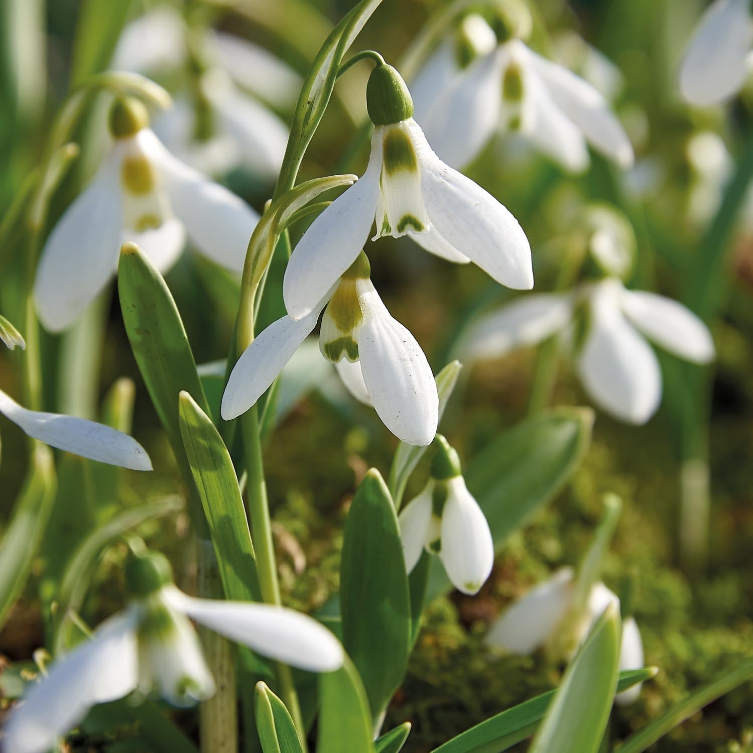 Perce neige, Galanthus 'Elwesii'