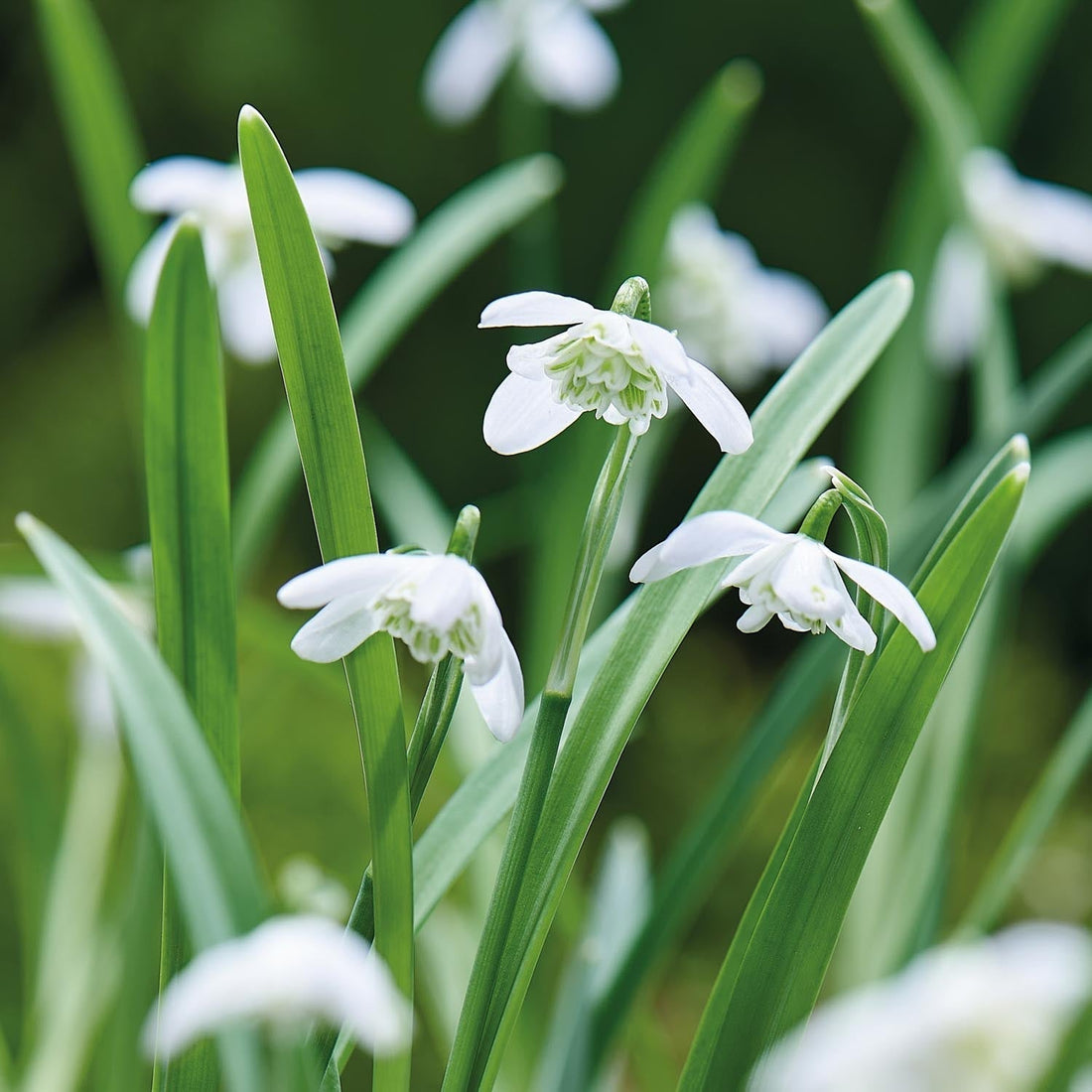 Perce neige, Galanthus 'Flore Pleno'