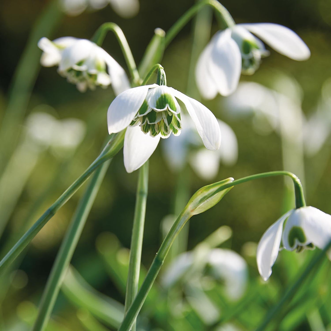 Perce neige, Galanthus 'Hippolyta'